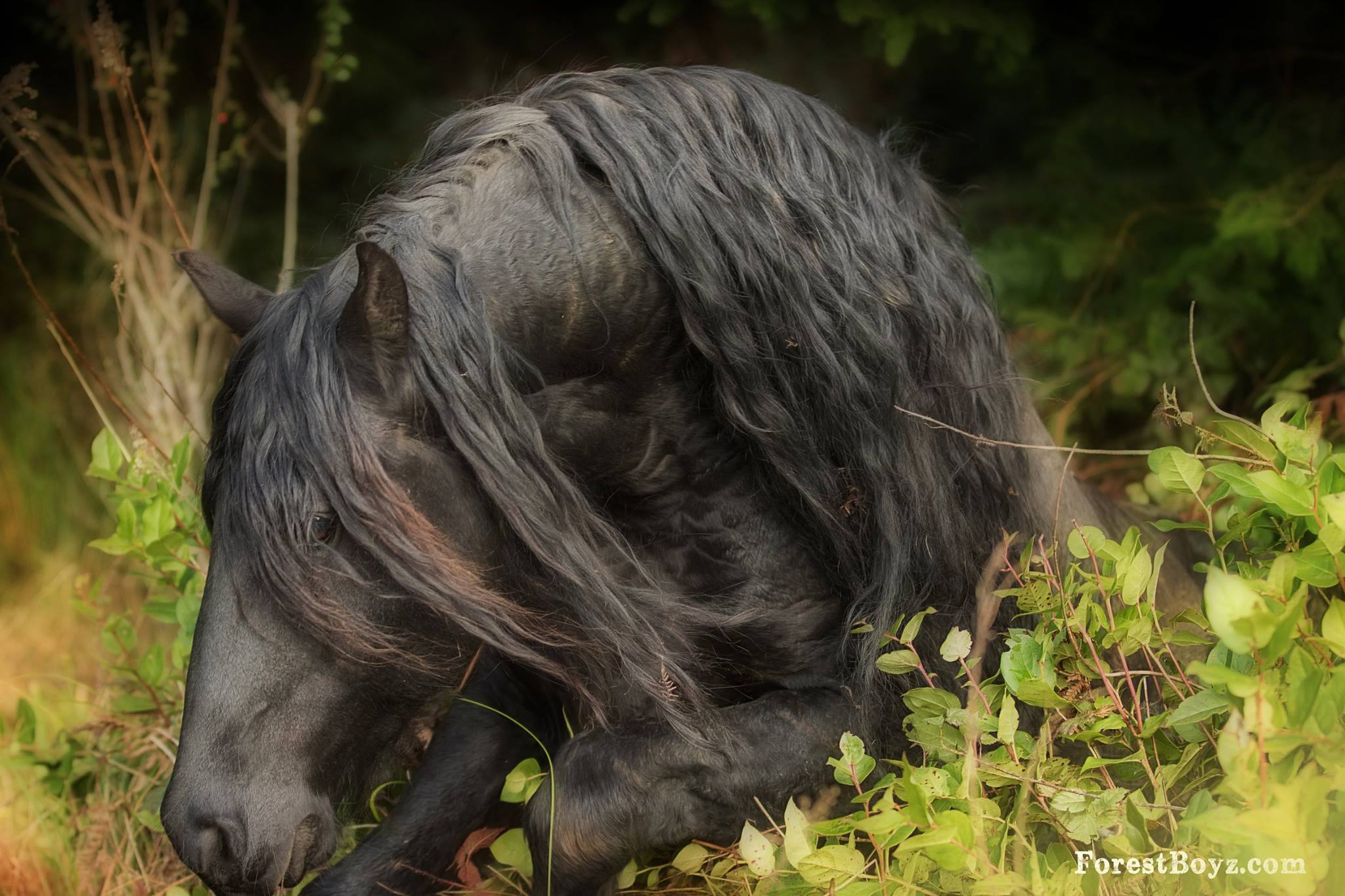 Friesian Horses @Laura Zugzda, California